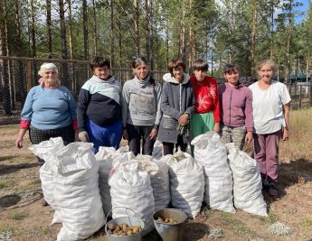 «От поля до стола: сбор урожая картошки»
